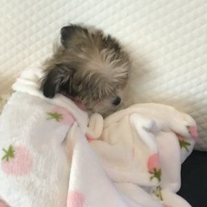 Meet your Posher, Madison